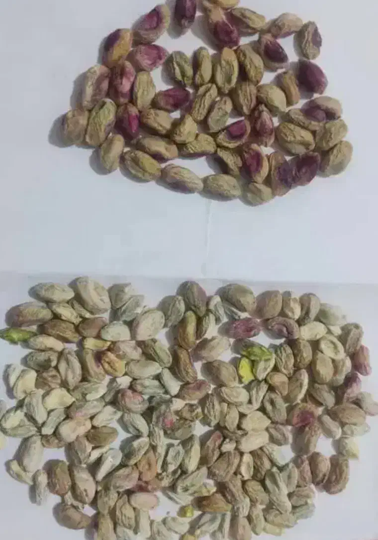 پسته پوک گو  ورود آبی  در کشکوئیه رفسنجان انار نوق|خدمات باغبانی و درختکاری|کشکوئیه, |دیوار