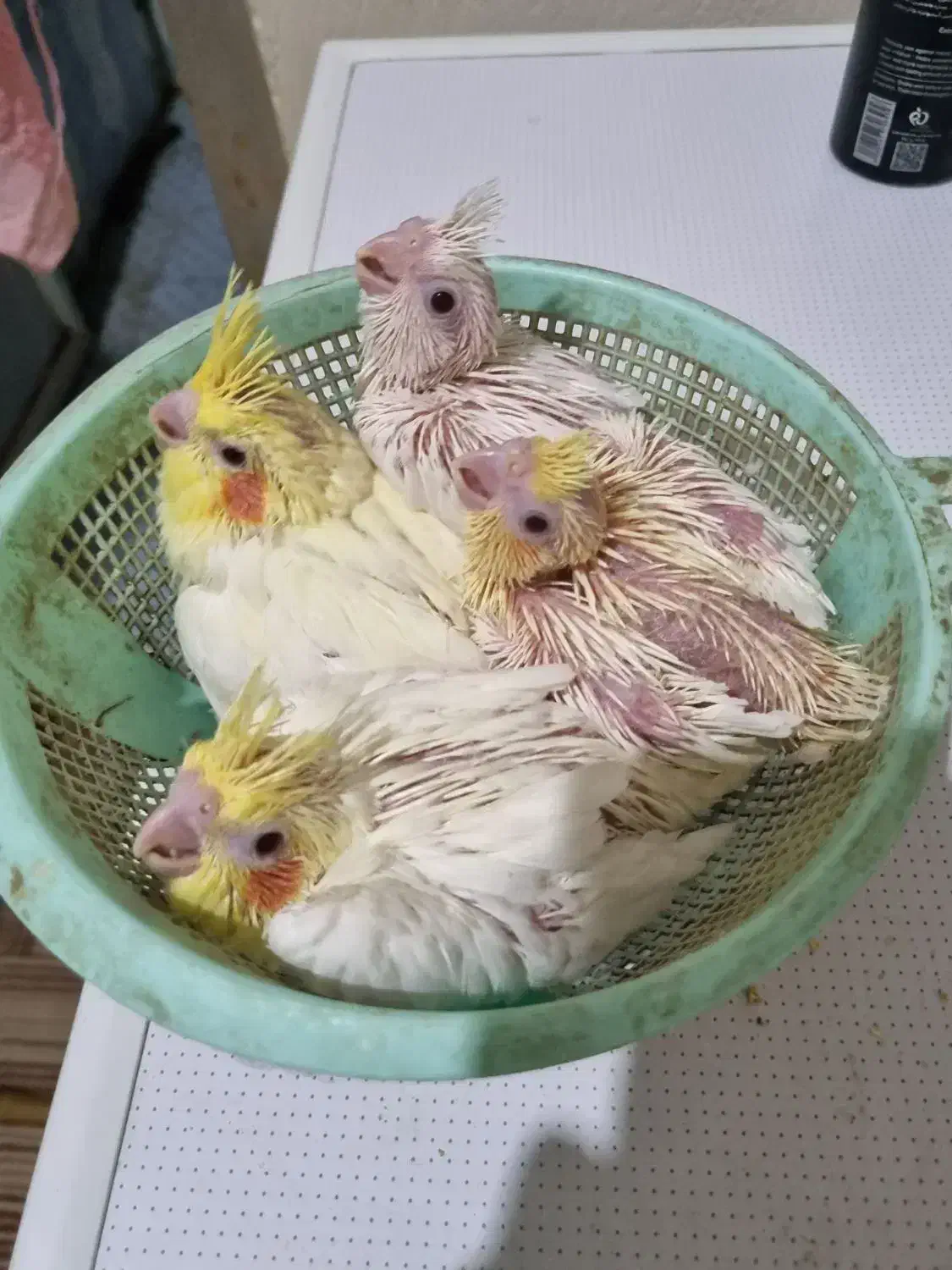 جوجه عروس هلندی لوتینو سرلاکی|پرنده|مسجد سلیمان, |دیوار