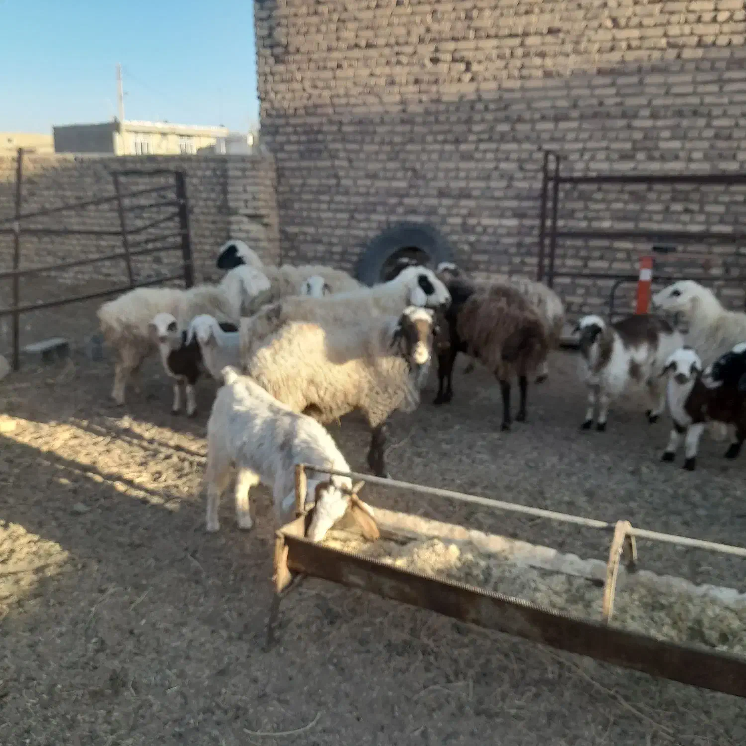 میش داشتی|حیوانات مزرعه|سده (خراسان جنوبی), |دیوار