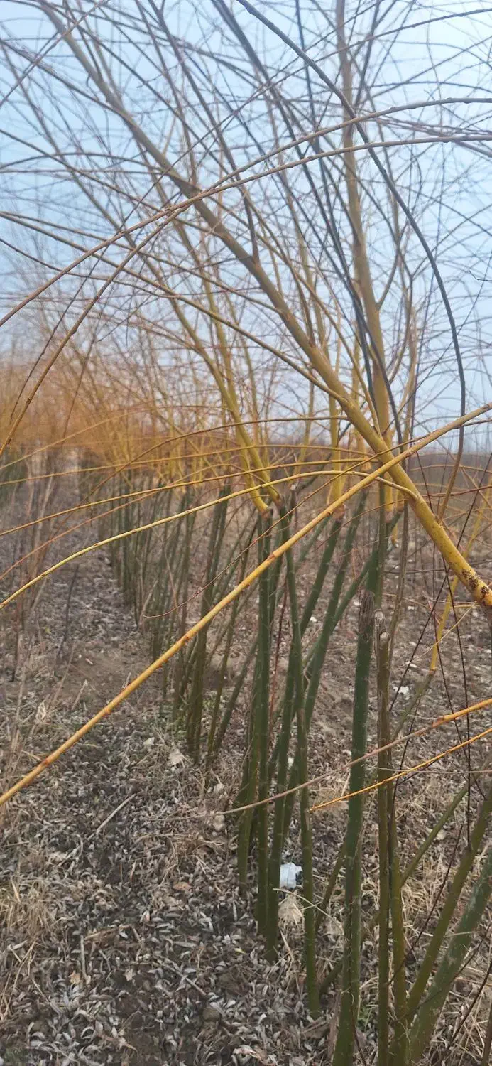 فروش نهال|خدمات باغبانی و درختکاری|خسروشاه, |دیوار