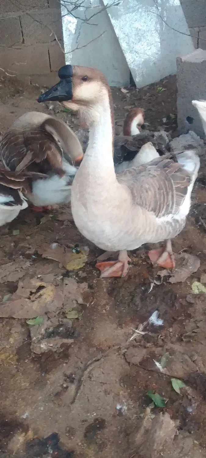 گیل غازغازمولد قوغاز آفریقایی قوغازسفیدقوغازمحلی|حیوانات مزرعه|آستانه اشرفیه, |دیوار