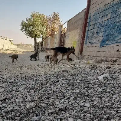 سگ ژرمن|سگ|نظرآباد, شهرک سید جمال الدین|دیوار