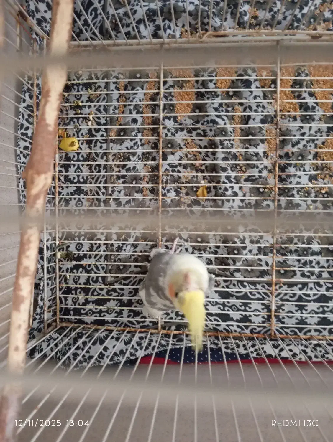 عروس هلندی|پرنده|قائن, |دیوار