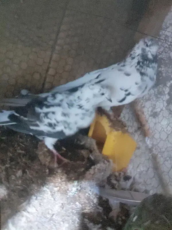 فروش کبوتر بالق|پرنده|فریدونکنار, |دیوار