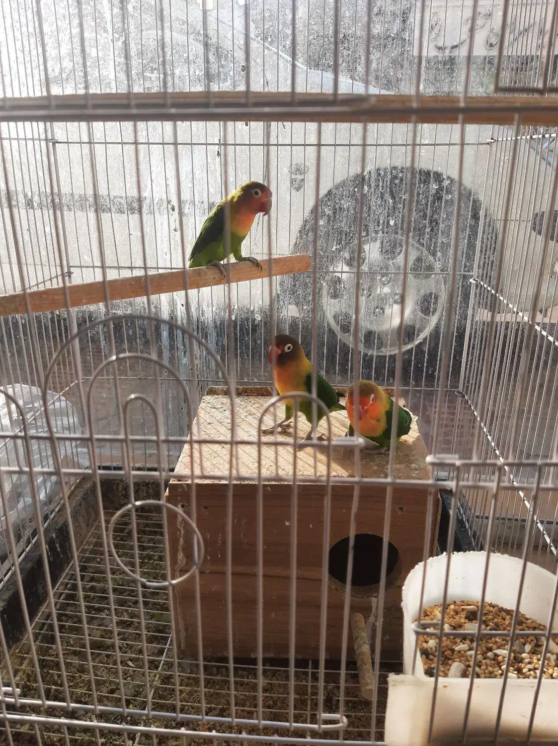 برزیلی جفت و تک|پرنده|اقبالیه, |دیوار