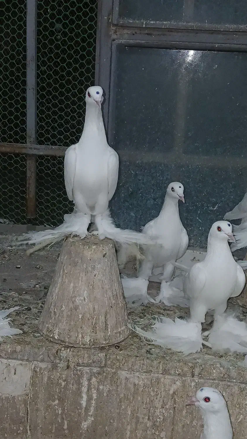 کبوتر اوجاپاچا . پارپارلی . لوتی قرمز گوز|پرنده|سهند, |دیوار