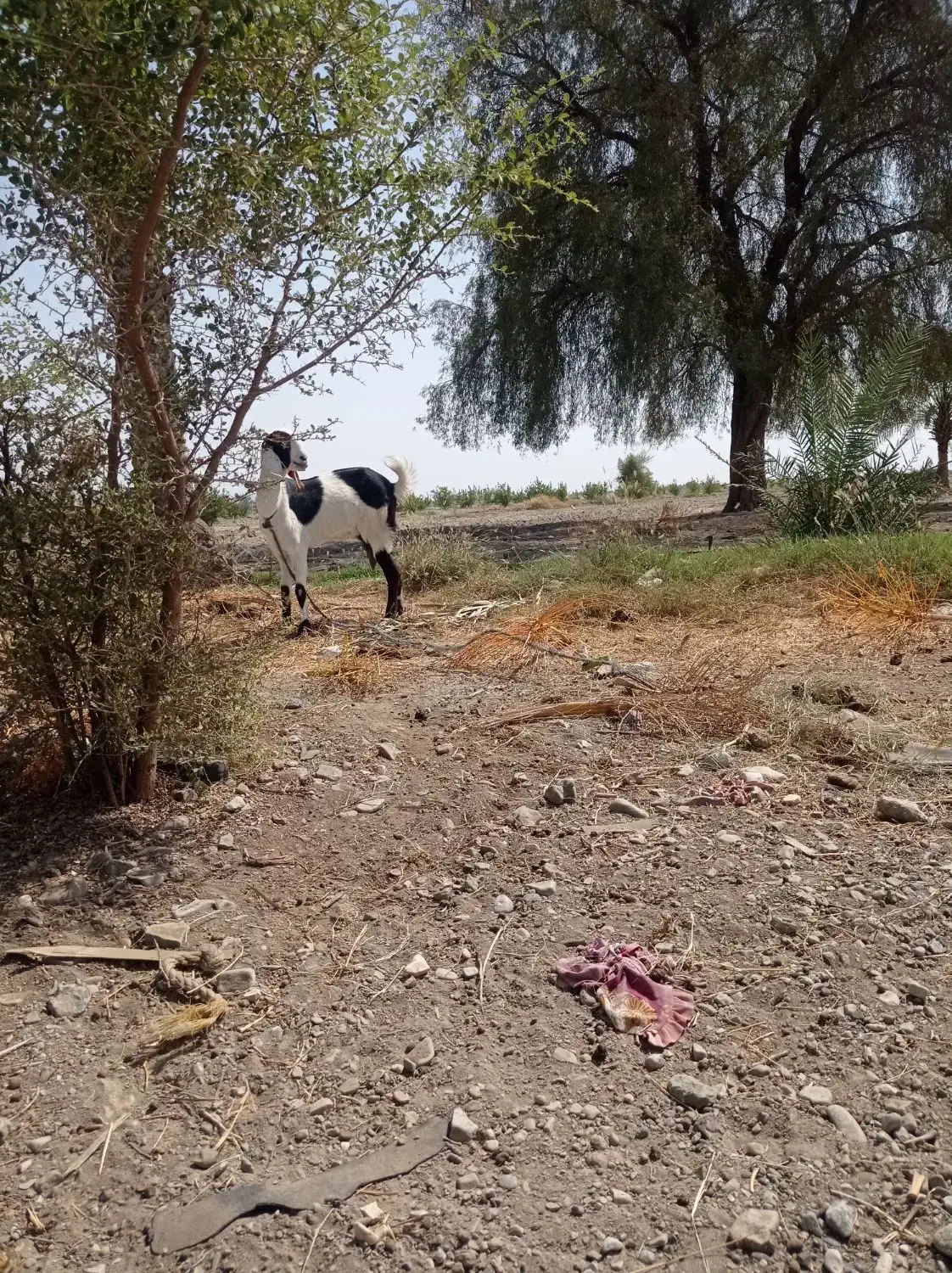 بوز چاق|حیوانات مزرعه|قلعه گنج, |دیوار