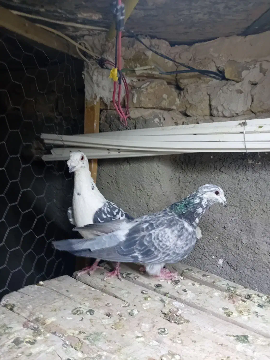 کبوتر جفگاه|پرنده|تربت‌حیدریه, حاجی یار‎|دیوار