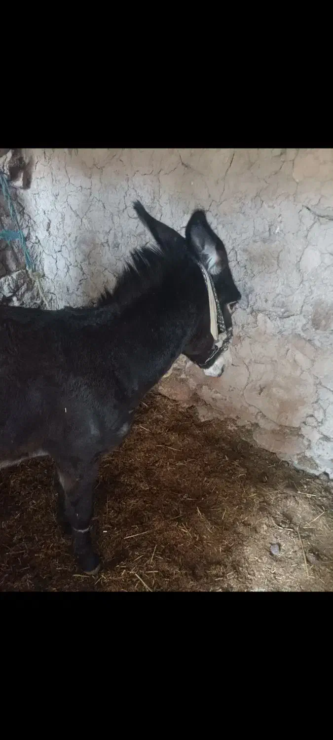 الاغنر|حیوانات مزرعه|فلارد, |دیوار