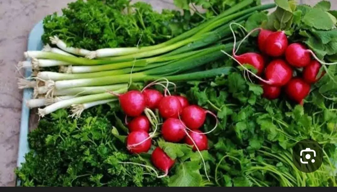 سبزی خوردن دسته ای|خوردنی و آشامیدنی|تهران, کیانشهر|دیوار