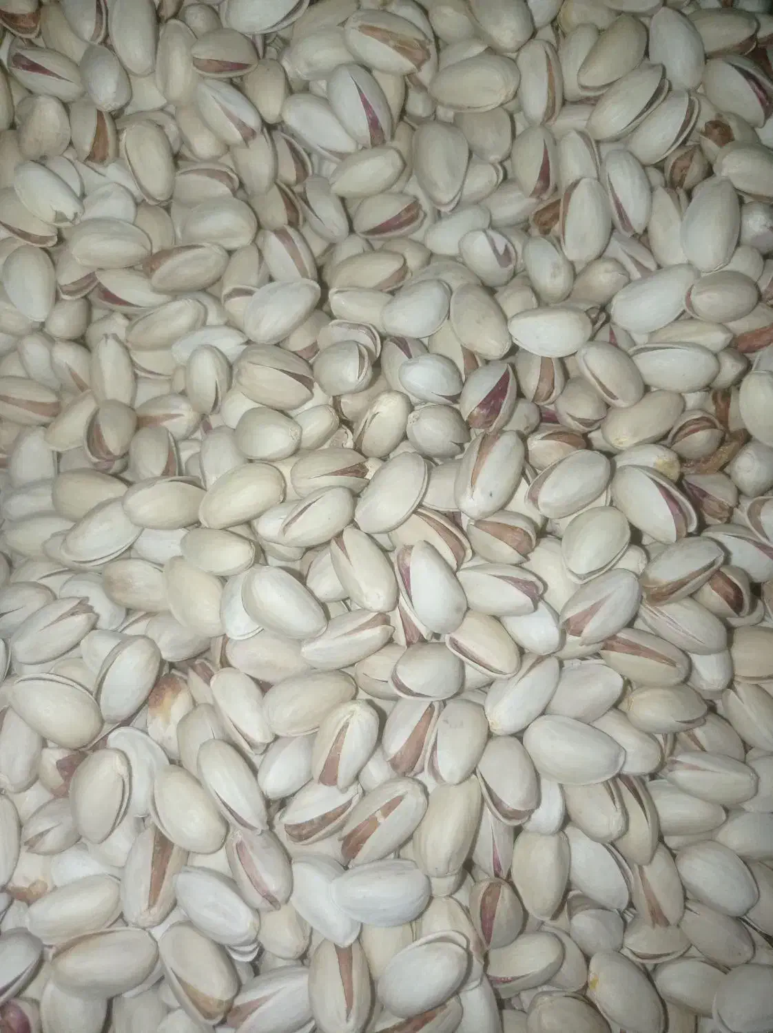 پسته خندان|خوردنی و آشامیدنی|قم, جهان بینی|دیوار