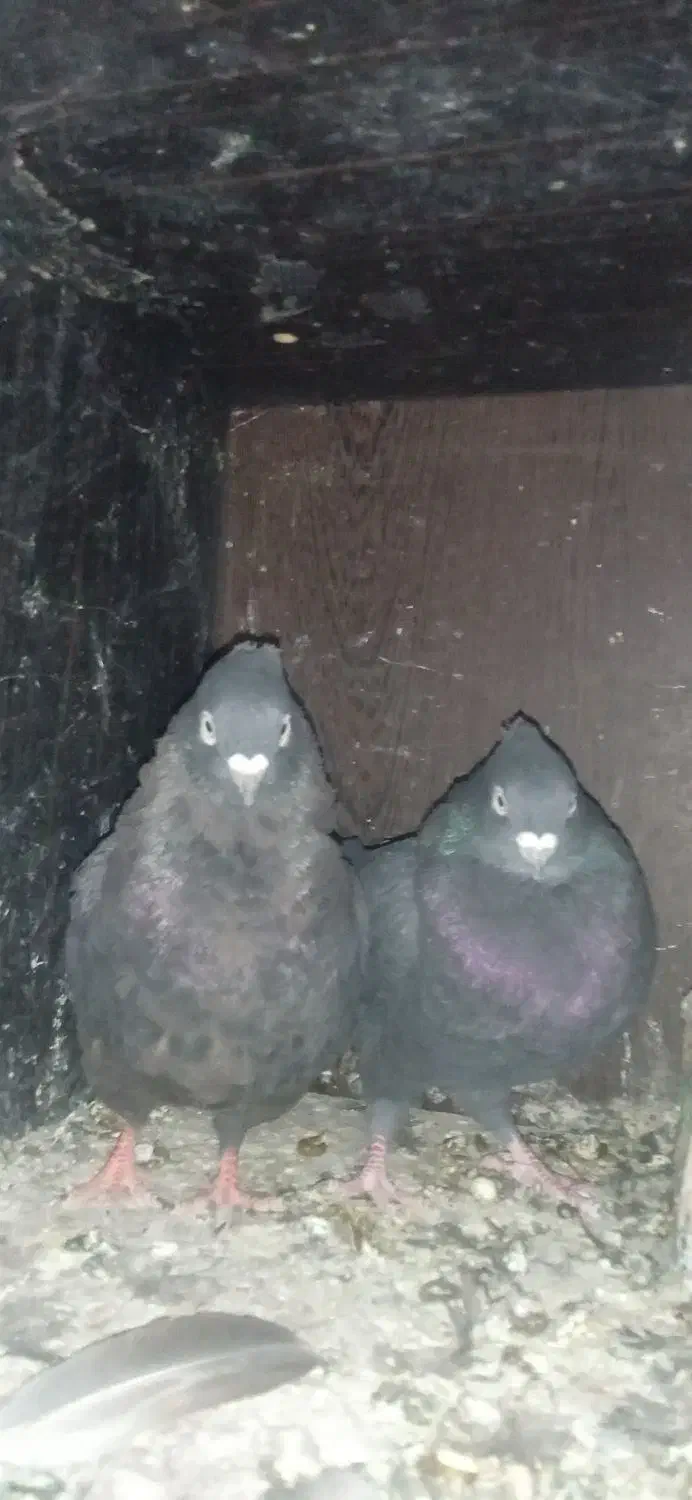 جفت زاغ بمی کلافه|پرنده|نرماشیر, |دیوار