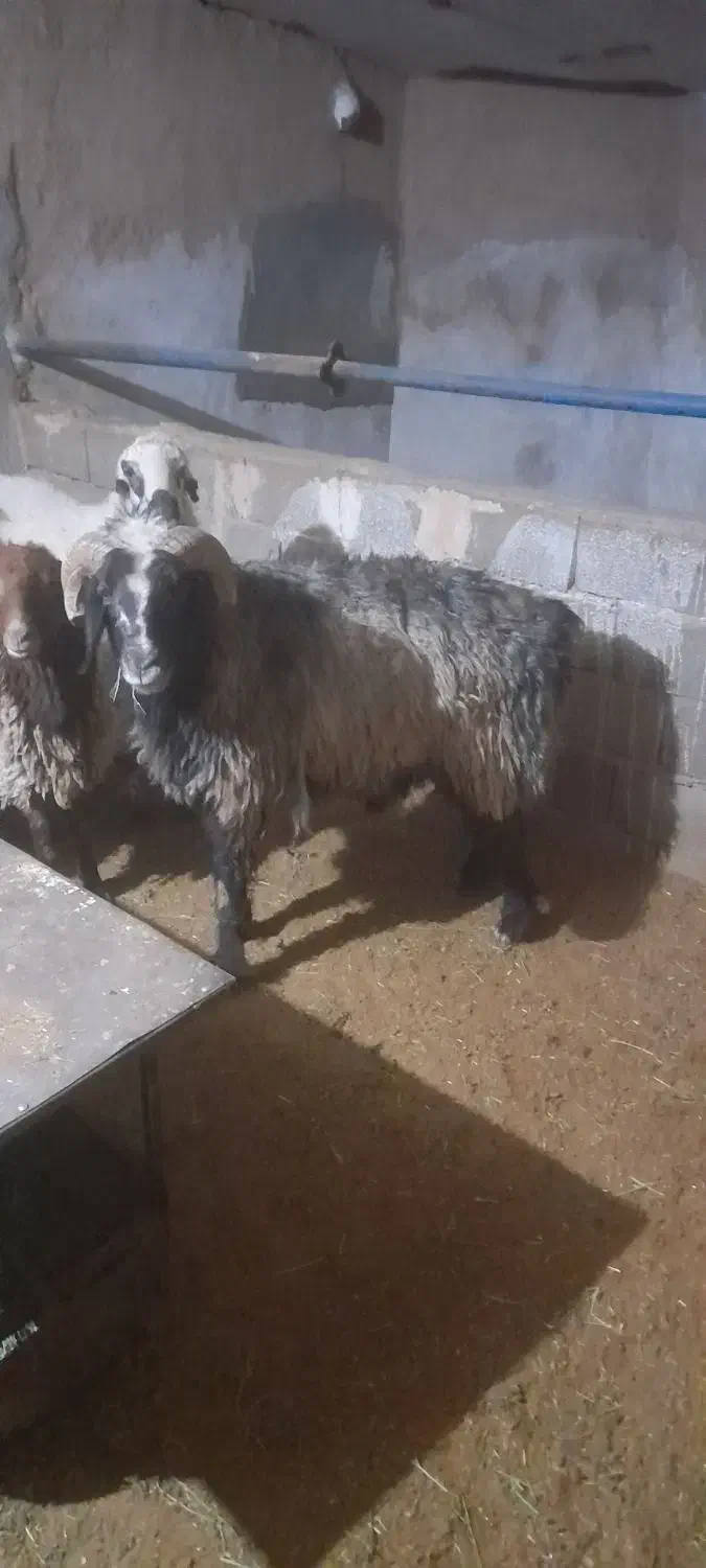 فروش بره  قوچ  بختیاری|حیوانات مزرعه|بافق, |دیوار