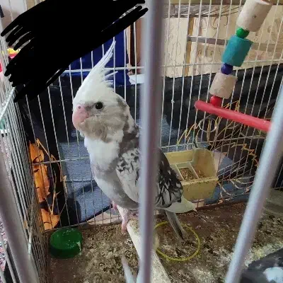 عروس هلندی نژاد ابلق آلبینو|پرنده|مشهد, ادیب نیشابوری (شهرک غرب)|دیوار