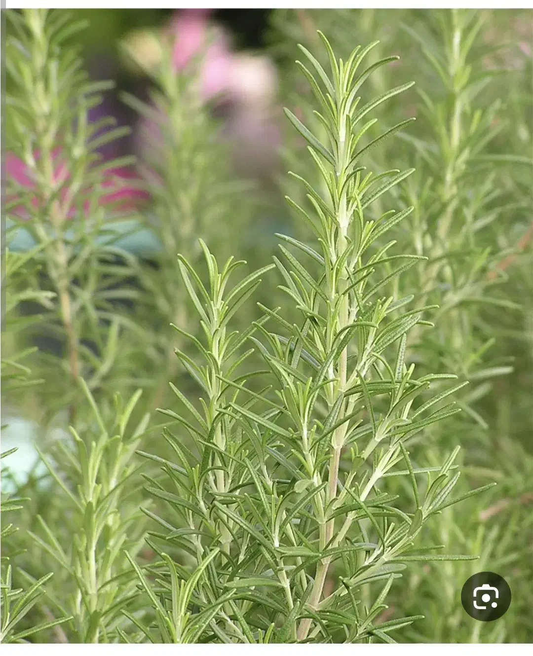 گیاه رزماری|گل و گیاه طبیعی|بندر ماهشهر, |دیوار