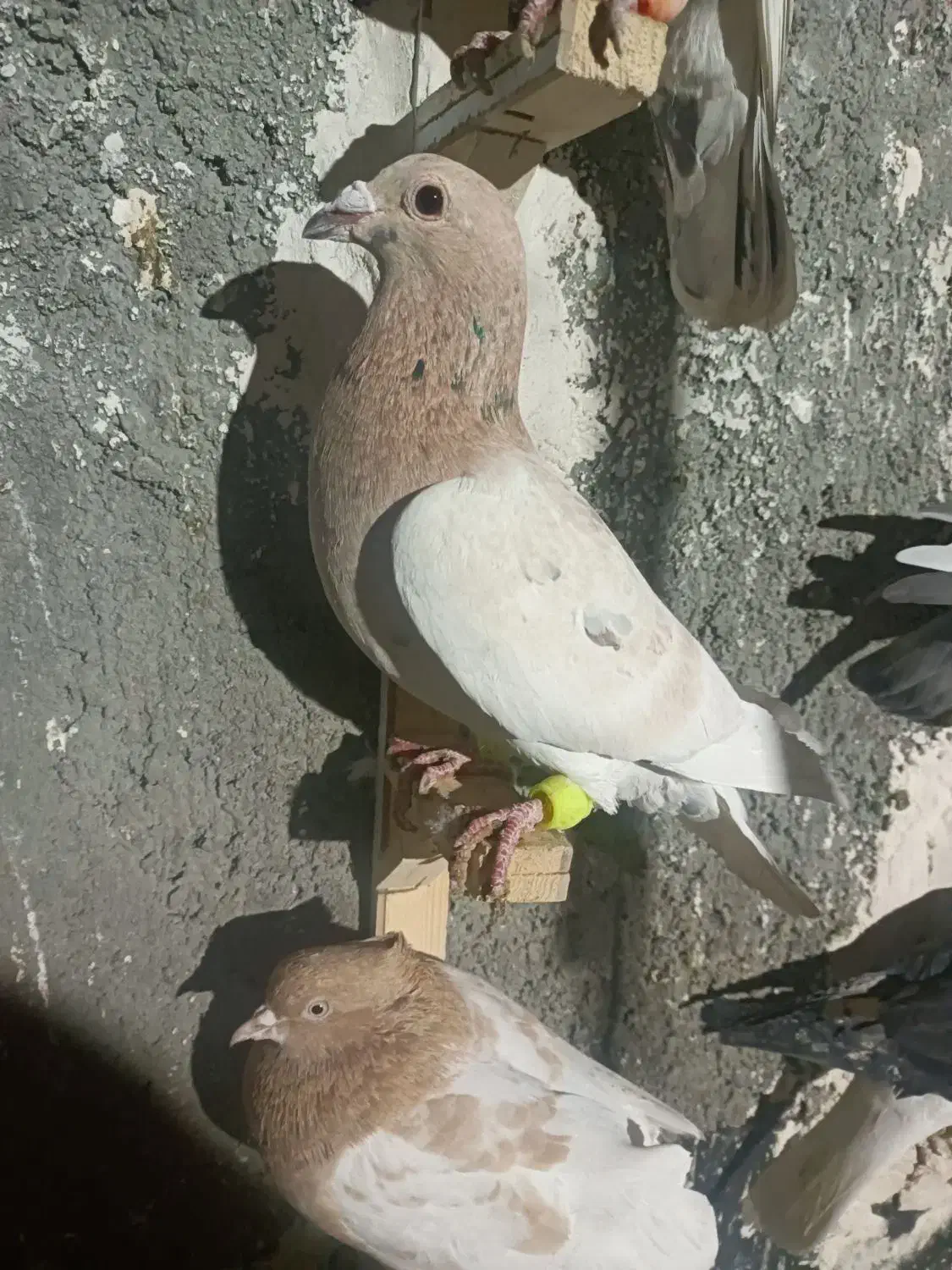 سار و سینه مقبول|پرنده|مشهد, تلگرد|دیوار