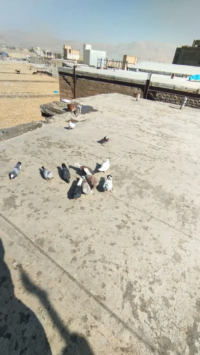 پرنده|پرنده|دورود, |دیوار