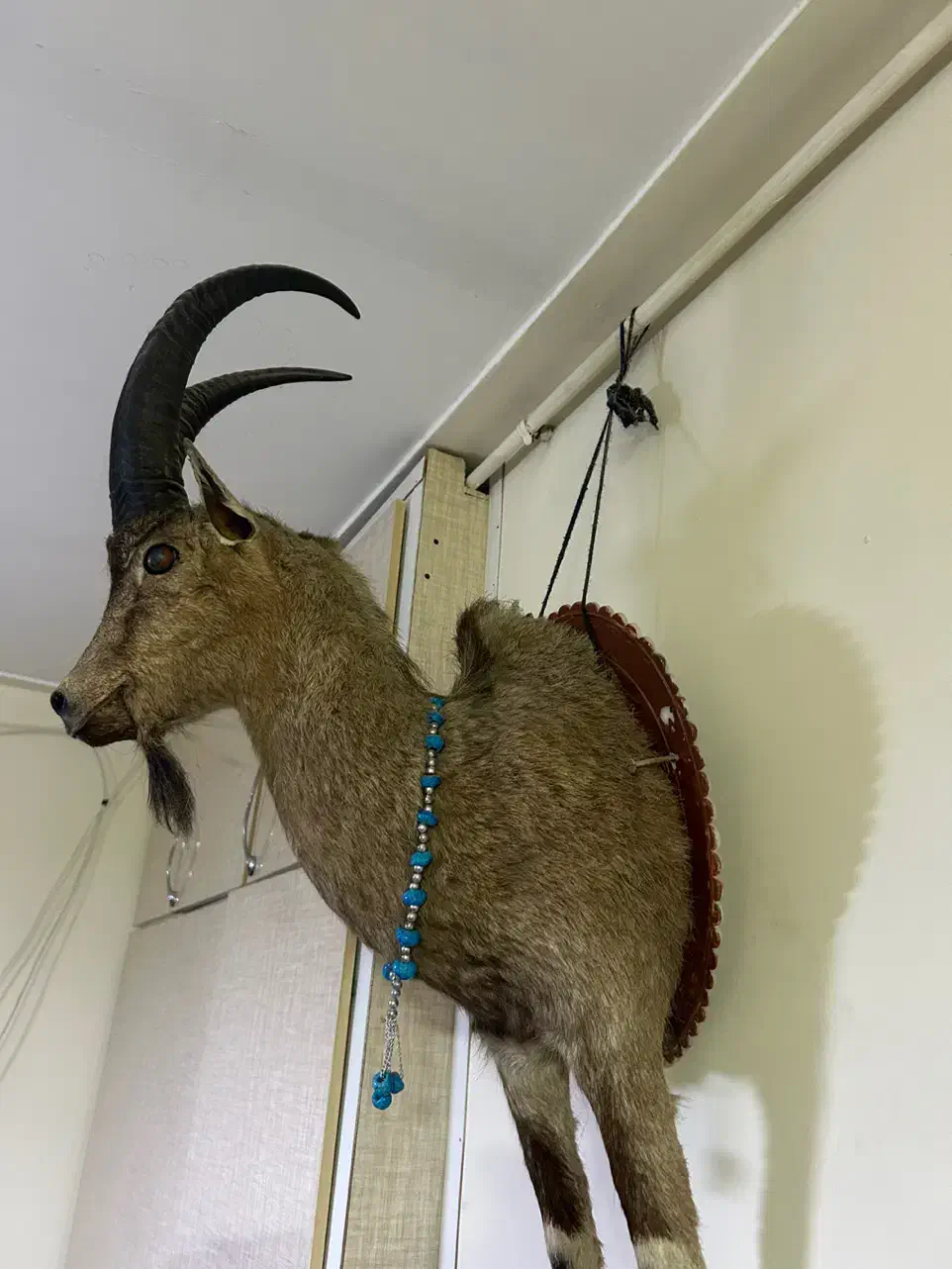 مجسمه بز کوهی|مجسمه، تندیس، ماکت|کرمانشاه, |دیوار