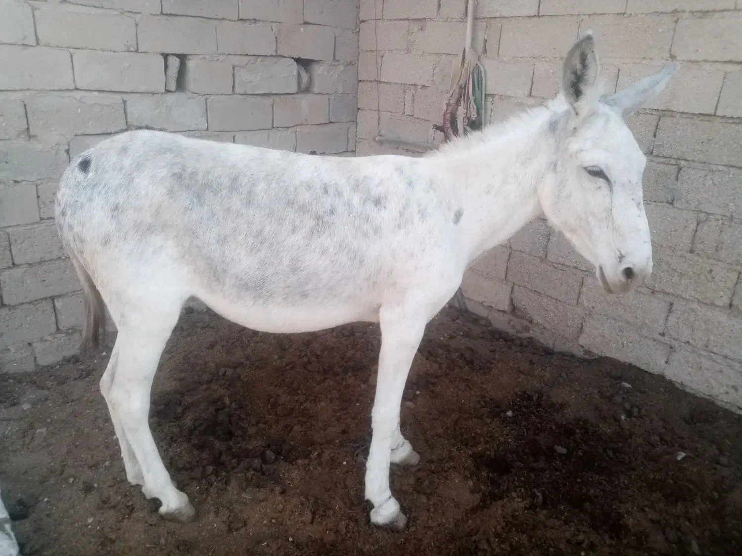 الاغ مادیون|حیوانات مزرعه|بندر گناوه, |دیوار