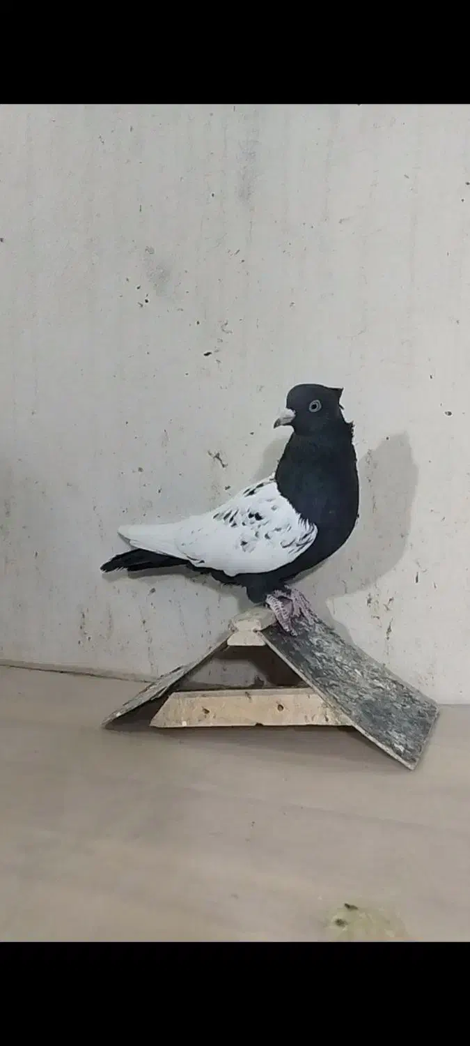 ماده سینه|پرنده|داراب, |دیوار