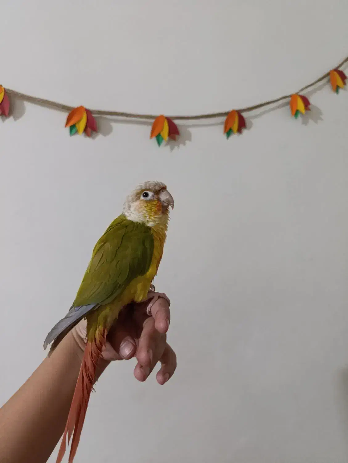 طوطی گرینچیک|پرنده|شهرکرد, |دیوار