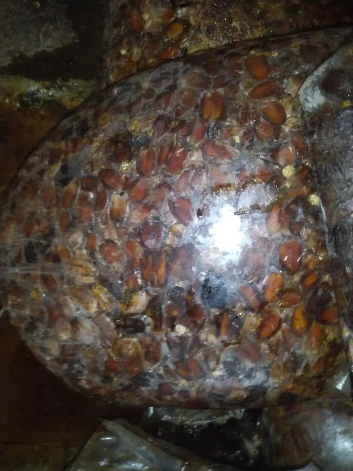 ضایعات خرما 15 تن|عمده‌فروشی|برازجان, |دیوار