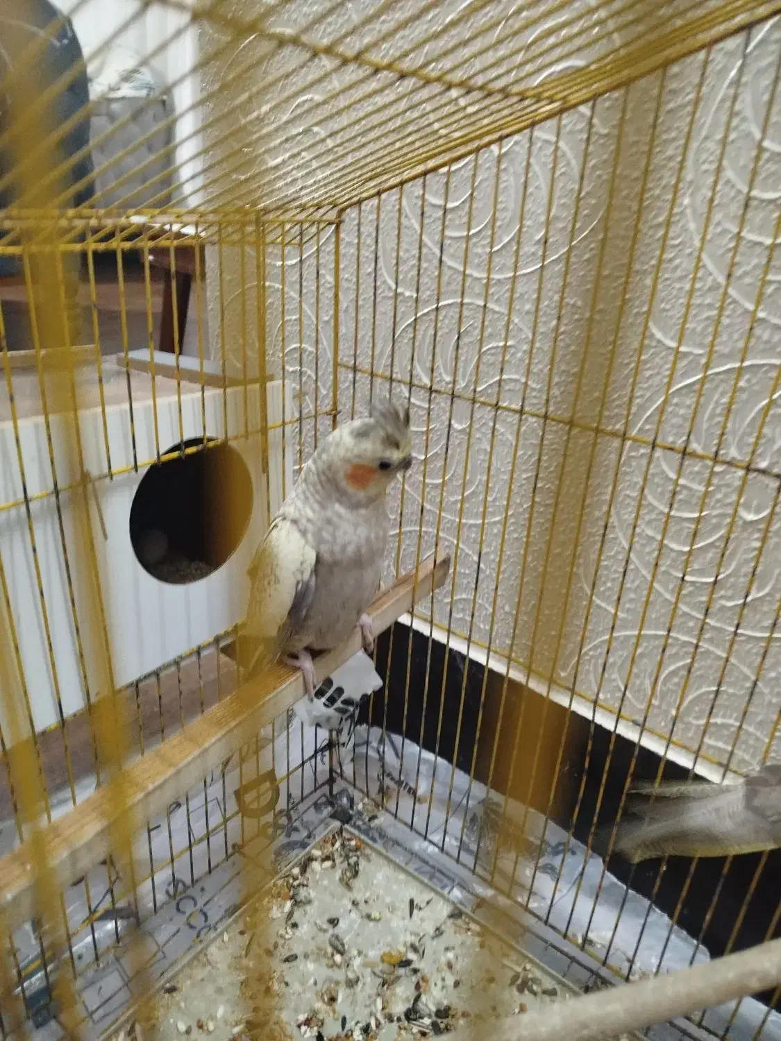 عروس هلندی|پرنده|شاهینشهر, اقبال لاهوری|دیوار