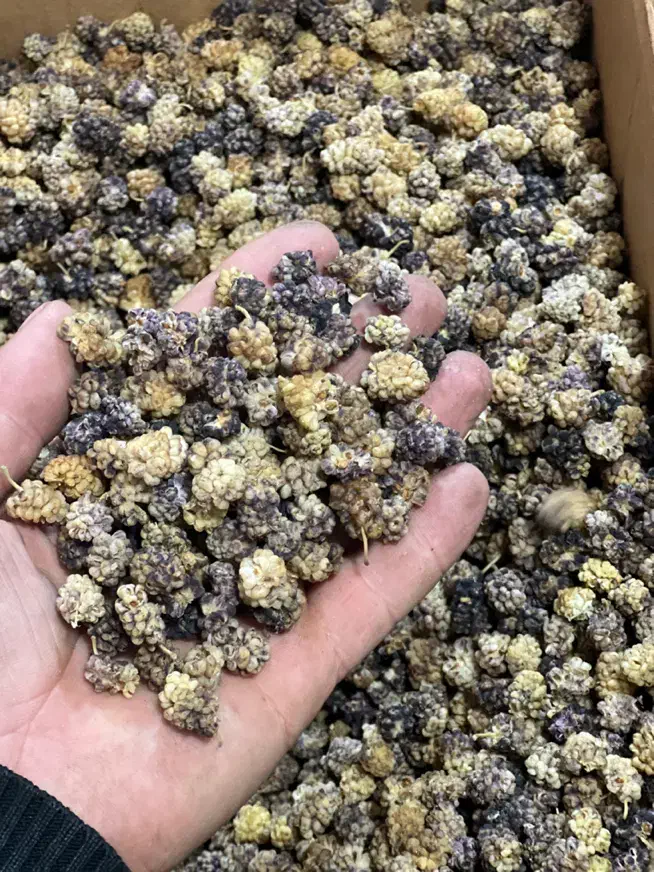 توت خشک|خوردنی و آشامیدنی|گرگان, |دیوار