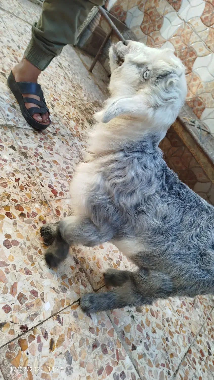 بز سلاله|حیوانات مزرعه|اهواز, منازل کارون|دیوار