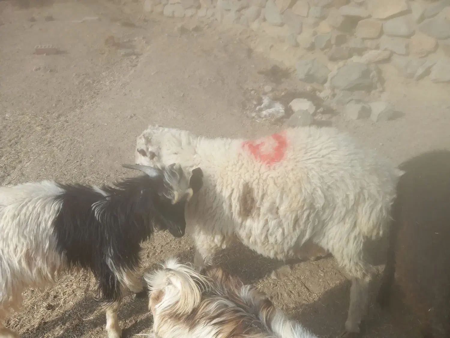 بره.فروشی رابر|حیوانات مزرعه|رابر, |دیوار