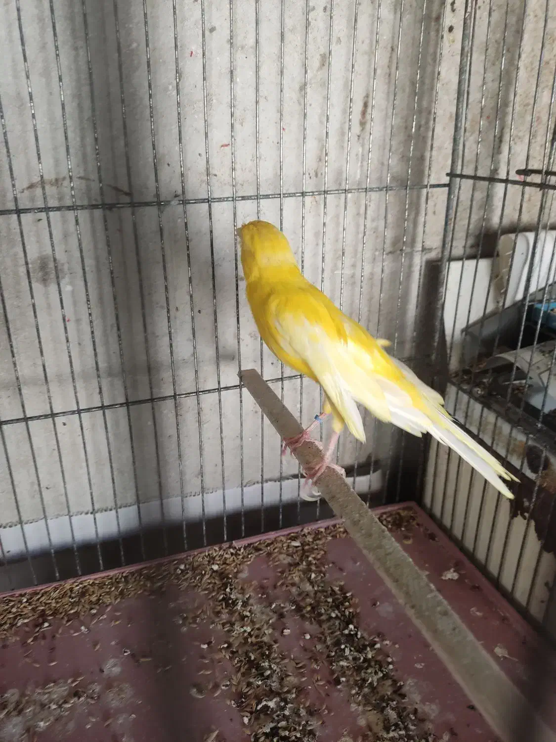 قناری نر|پرنده|ساوه, |دیوار