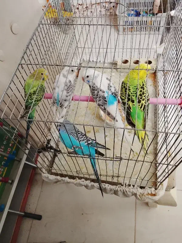 مرغ عشق|پرنده|کبودرآهنگ, |دیوار