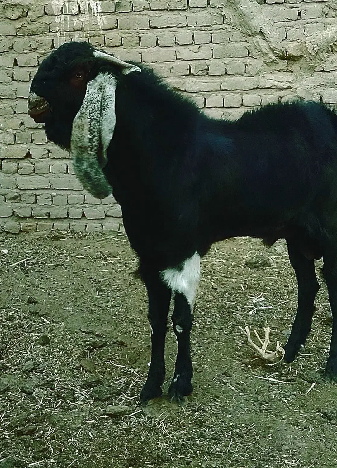 نربز گلابی|حیوانات مزرعه|نصر آباد, |دیوار