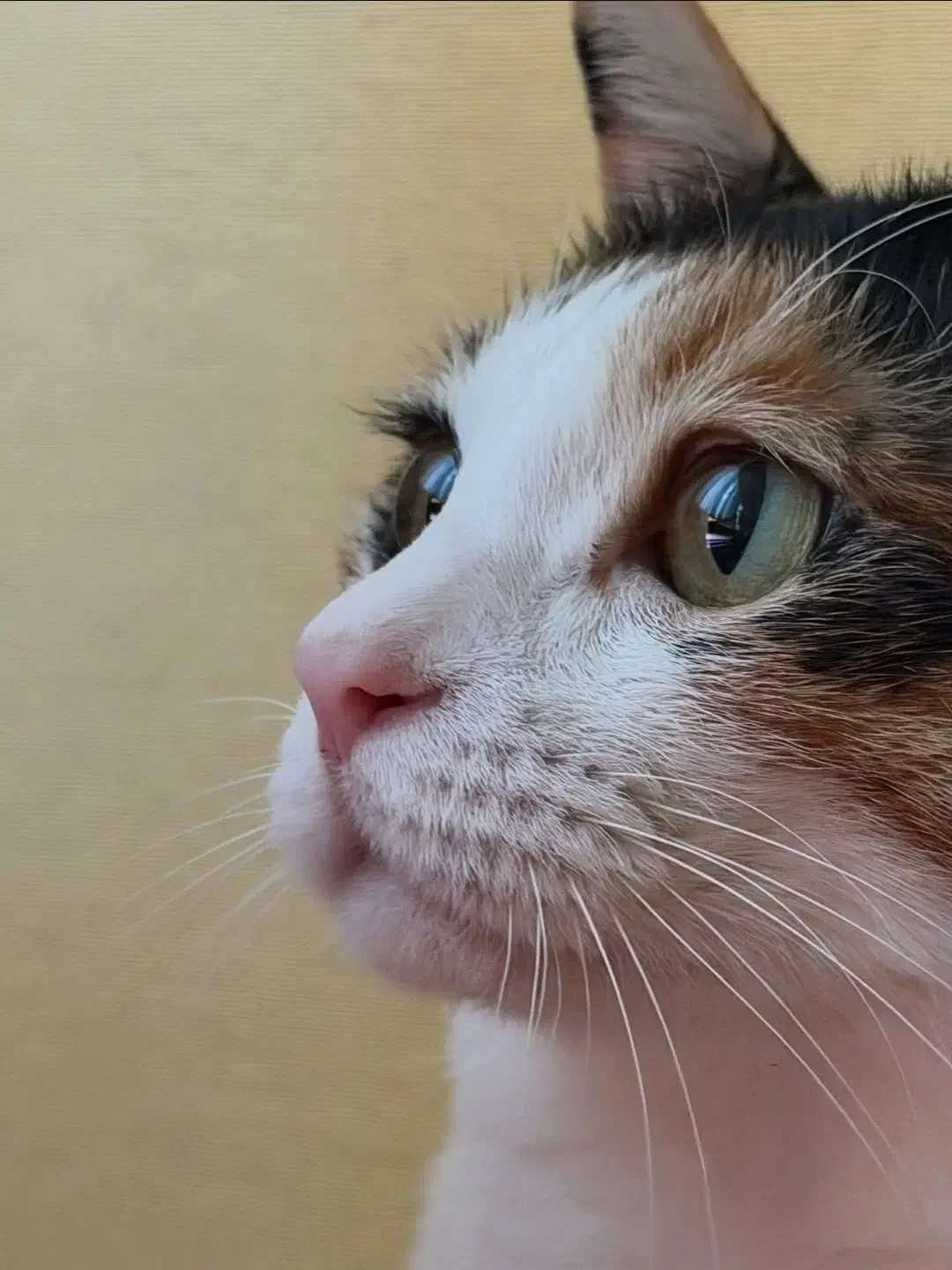 سگ گربه|گربه|گرگان, |دیوار