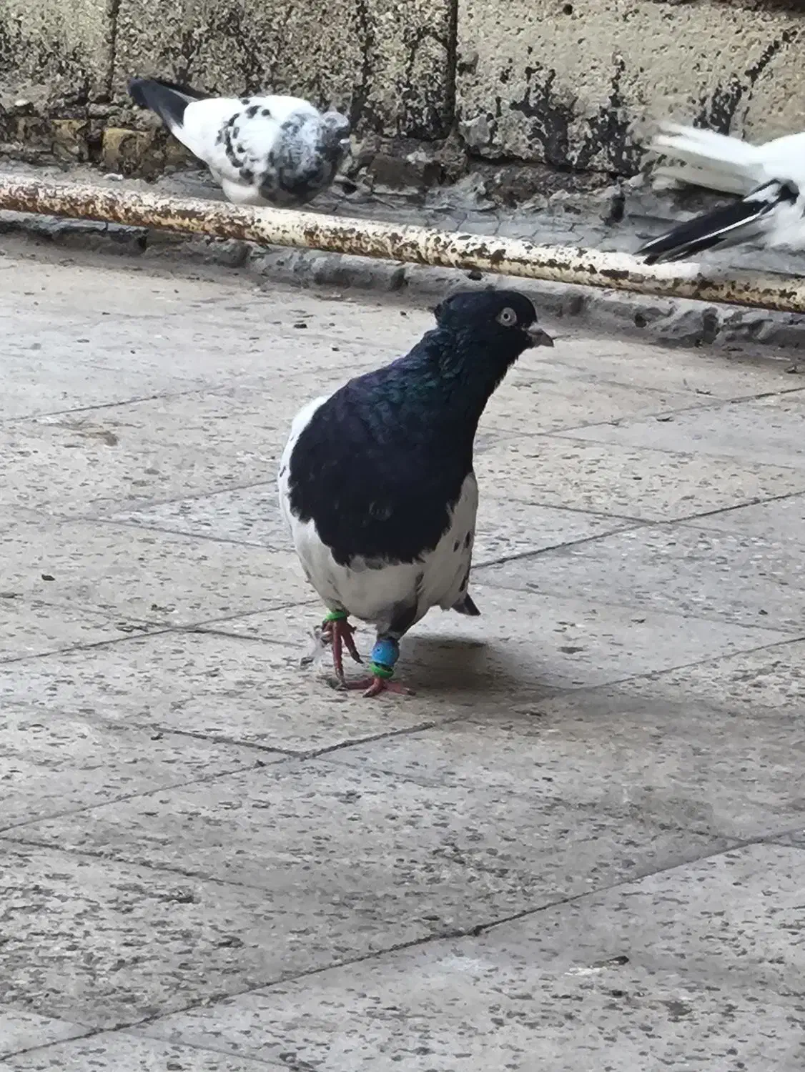 کبوتر|حیوانات|اهواز, کمپلو جنوبی|دیوار