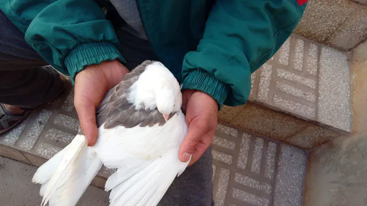 دوبالی|پرنده|پاکدشت, پاکدشت (مامازند)|دیوار