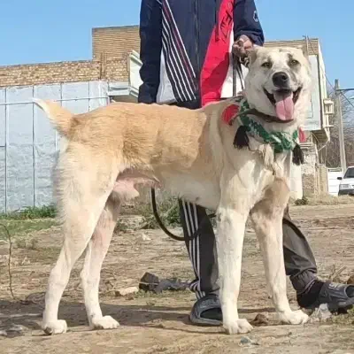 سگ افغان نر9500|سگ|تهران, زعفرانیه|دیوار