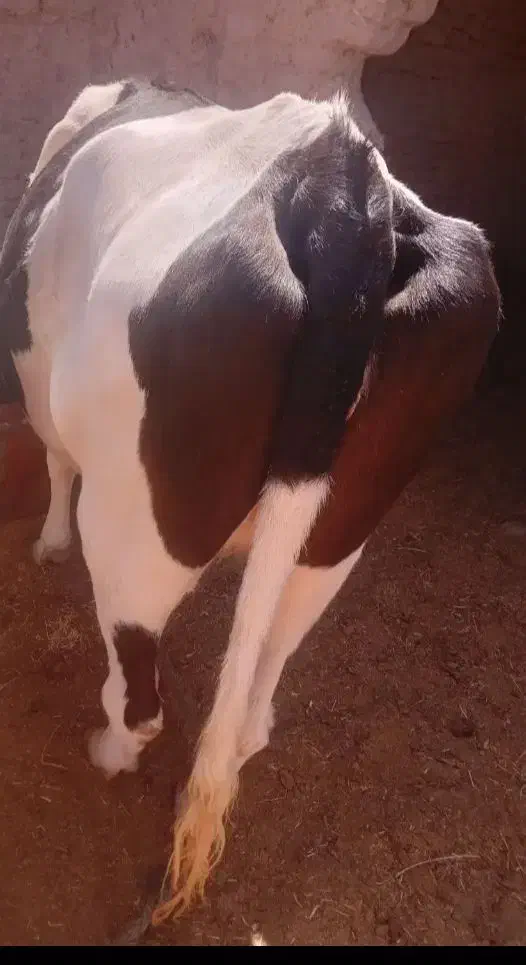 گاوه‌آمریکایی|حیوانات مزرعه|مهرستان, |دیوار