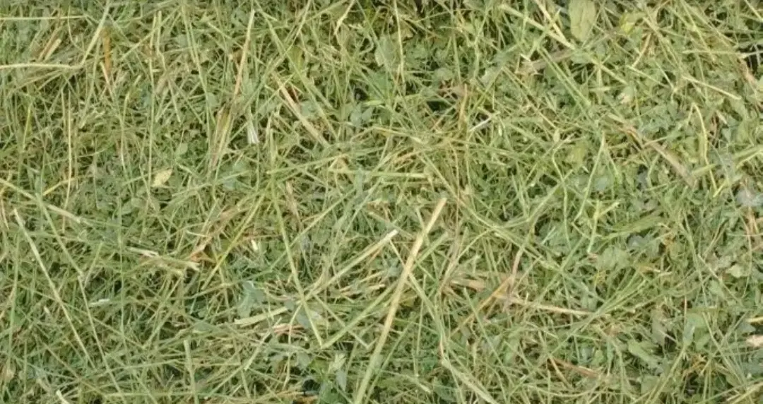 یونجه|لوازم جانبی حیوانات|دورود, |دیوار