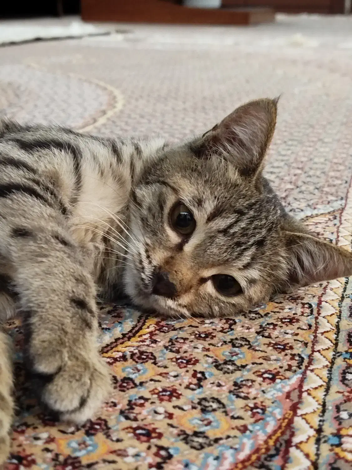 گربه با مزه|گربه|ارومیه, |دیوار