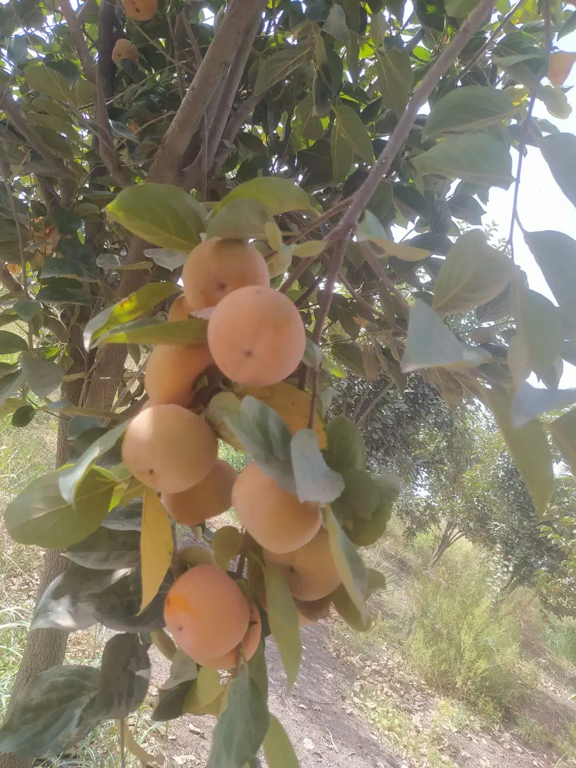 میوه خرمالو  سر درختی|خوردنی و آشامیدنی|گالیکش, |دیوار