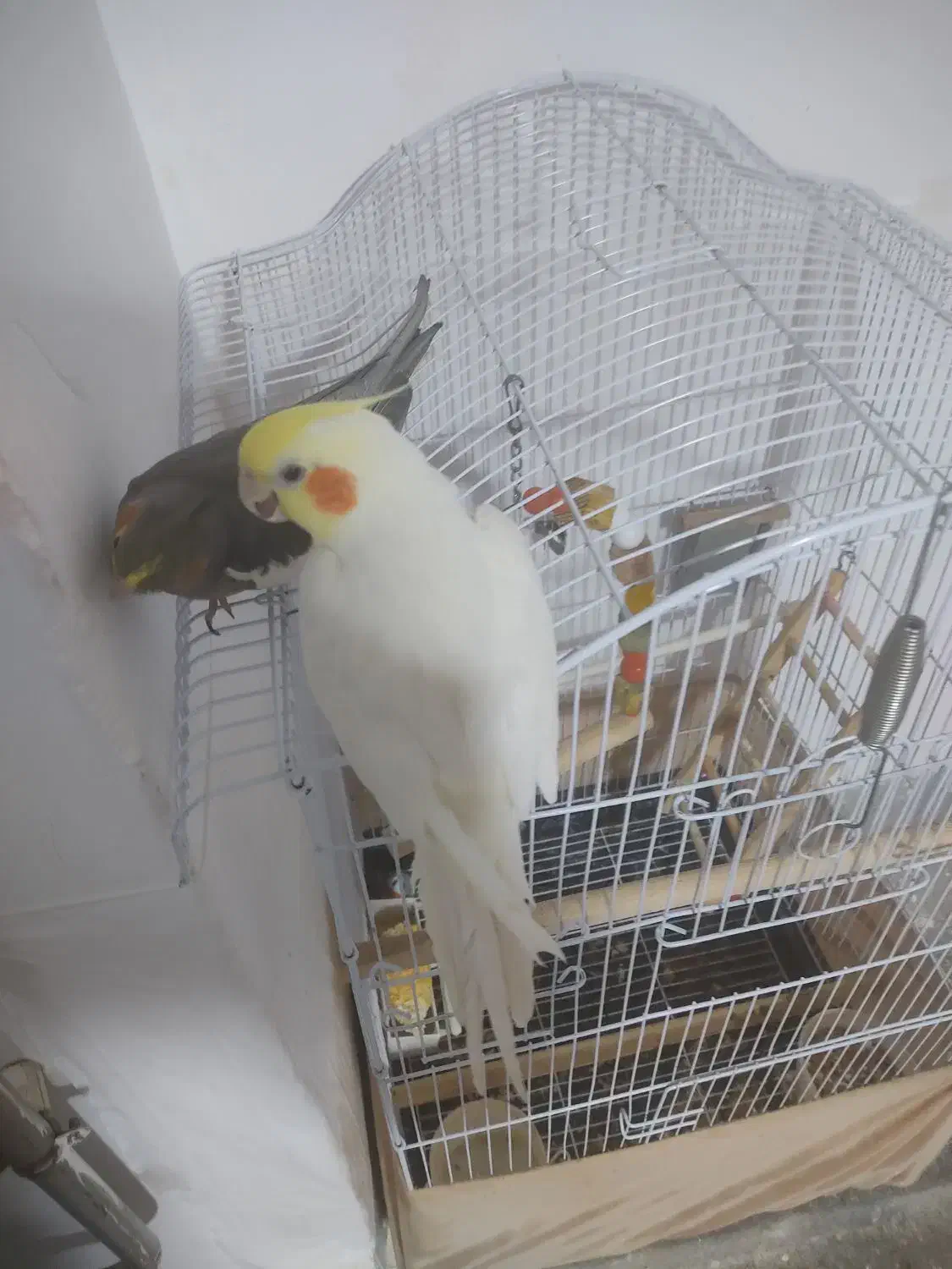 جفت عروس هلندی مولد|پرنده|بانه, |دیوار