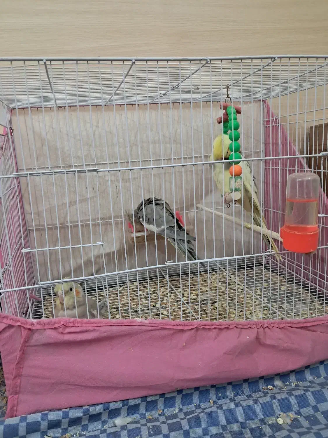 ۲تا آهوی نرماده ویک دوکت نرماده آلبینو جفتم دارم|پرنده|مشهد, نوید|دیوار