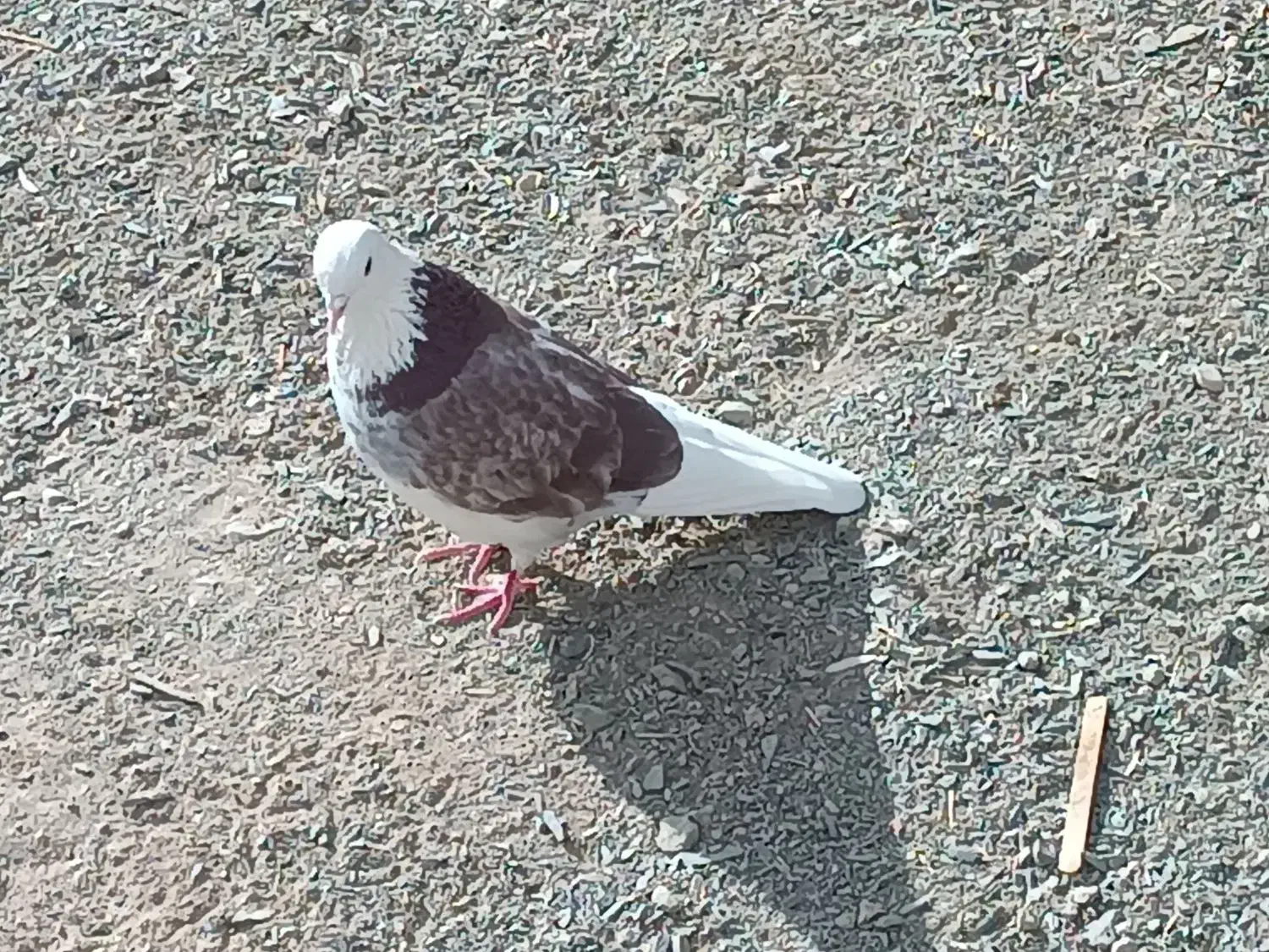 کفتر|پرنده|خنجین, |دیوار