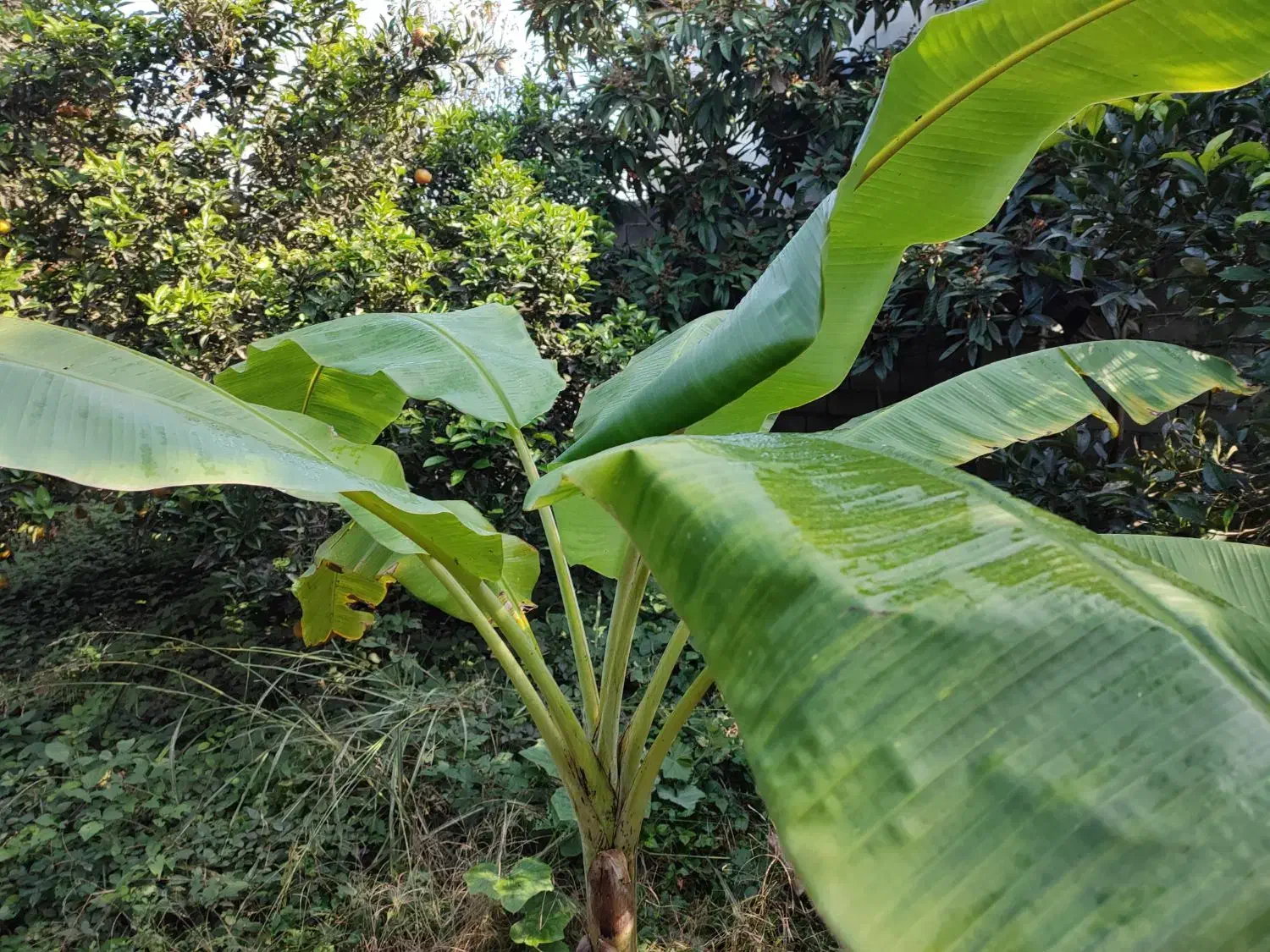 درخت موز|گل و گیاه طبیعی|محمودآباد, |دیوار