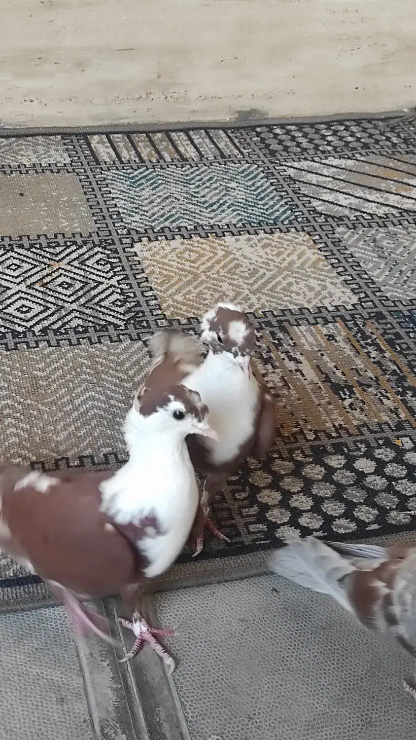 کلاغ کربلایی کاکلی شاخی|پرنده|مشهد, ادیب نیشابوری (شهرک غرب)|دیوار