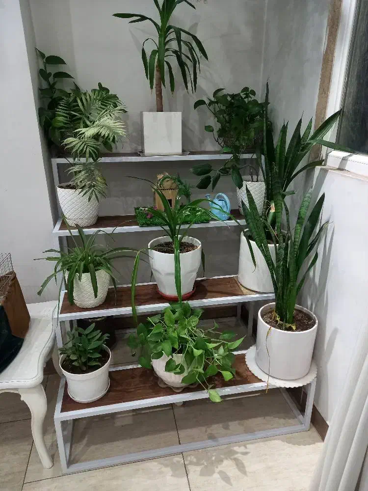 استند ۴ پله|گل و گیاه طبیعی|قدس, شهر‌قدس|دیوار