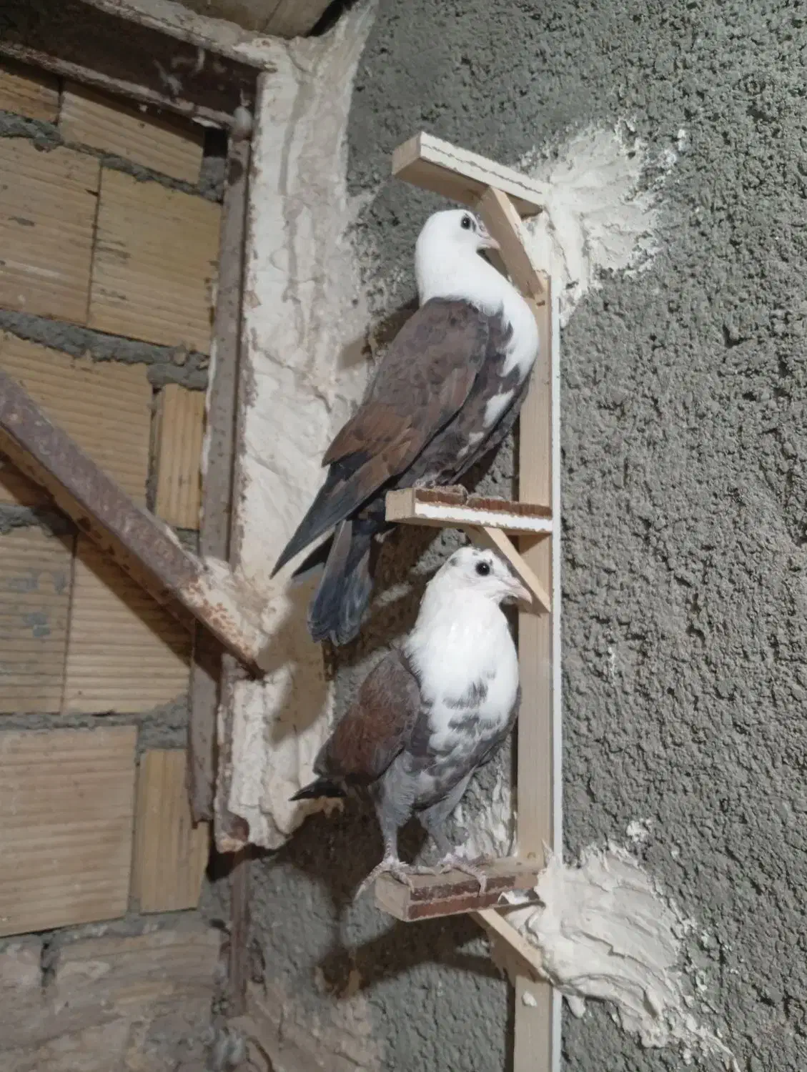 کبوتر کلاغ|پرنده|مشهد, شهرک مهرگان|دیوار