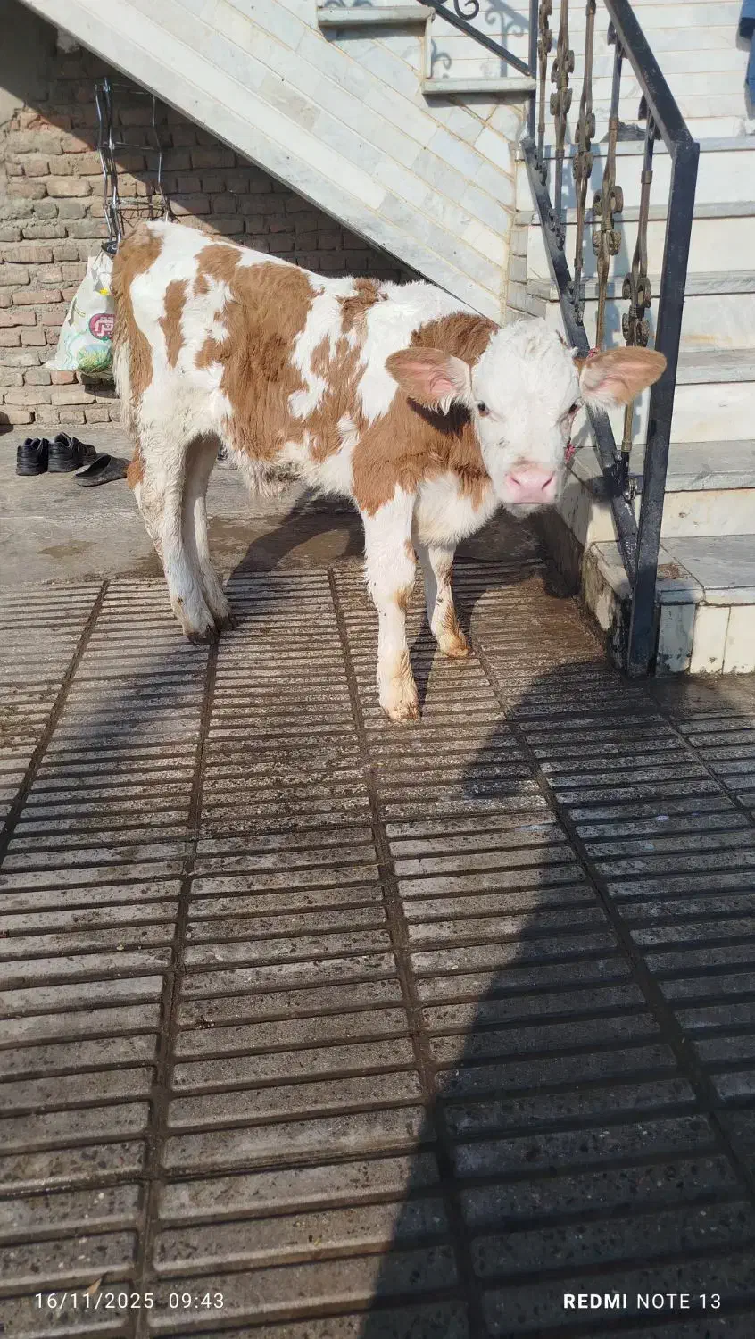 گوساله نر سیمینتال قرمز یکماه ونیم|حیوانات مزرعه|خوش‌رودپی, |دیوار