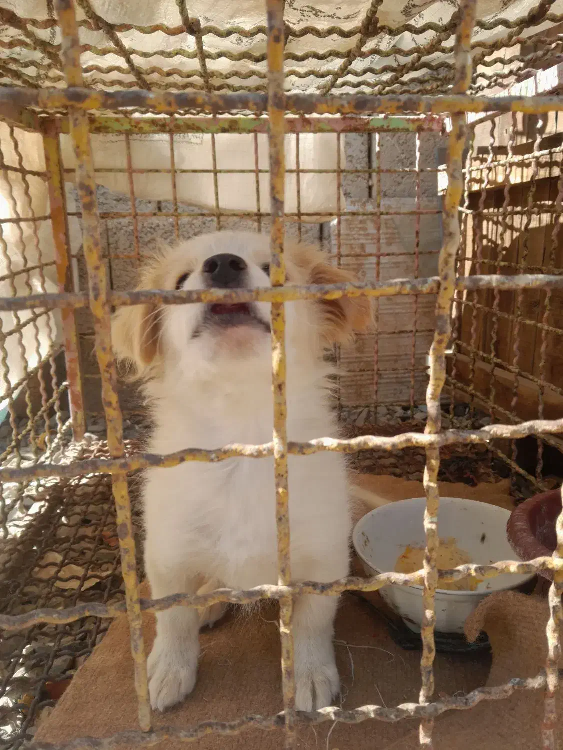 واگذاری توله اشپیتز فلت|سگ|اصفهان, باغ فدک|دیوار